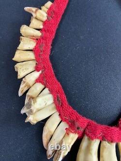 Pectoral Set With Tooth Decoration Necklace Asmat Sepik Papua New Guinea