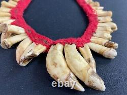 Pectoral Set With Tooth Decoration Necklace Asmat Sepik Papua New Guinea