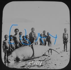 Photo DUGONG CAUGHT AT DELENA PAPUA NEW GUINEA DATED 1906 Magic Lantern Slide