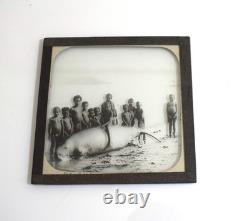 Photo DUGONG CAUGHT AT DELENA PAPUA NEW GUINEA DATED 1906 Magic Lantern Slide