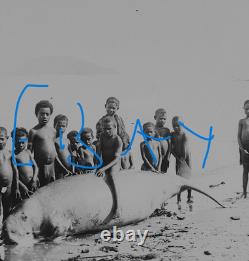 Photo DUGONG CAUGHT AT DELENA PAPUA NEW GUINEA DATED 1906 Magic Lantern Slide