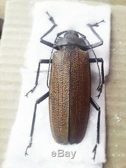 Prioninae Xixuthrus granulipennis Super Rare A1 female 97mm+ Papua New Guinea