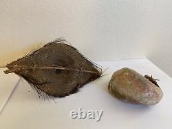 SBK Old bride price Talipoon Boiken Papua New Guinea huge shell