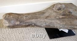 Sepik River Papua New Guinea Carved Canoe Prow, 15 inch on metal stand