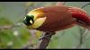 Tanah Papua A Paradise For Birds