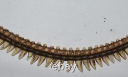 Unusual Papua New Guinea Flying Fox Teeth Necklace, Museum Marks 12 1900s