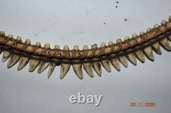 Unusual Papua New Guinea Flying Fox Teeth Necklace, Museum Marks 12 1900s