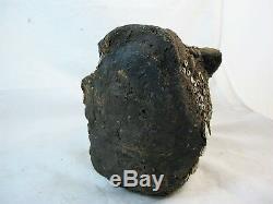 Wild Boar's Skull Decorated With Shells From Papua New Guinea C1880's