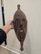 Wooden Tribal Mask Wall Hanging Papua New Guinea
